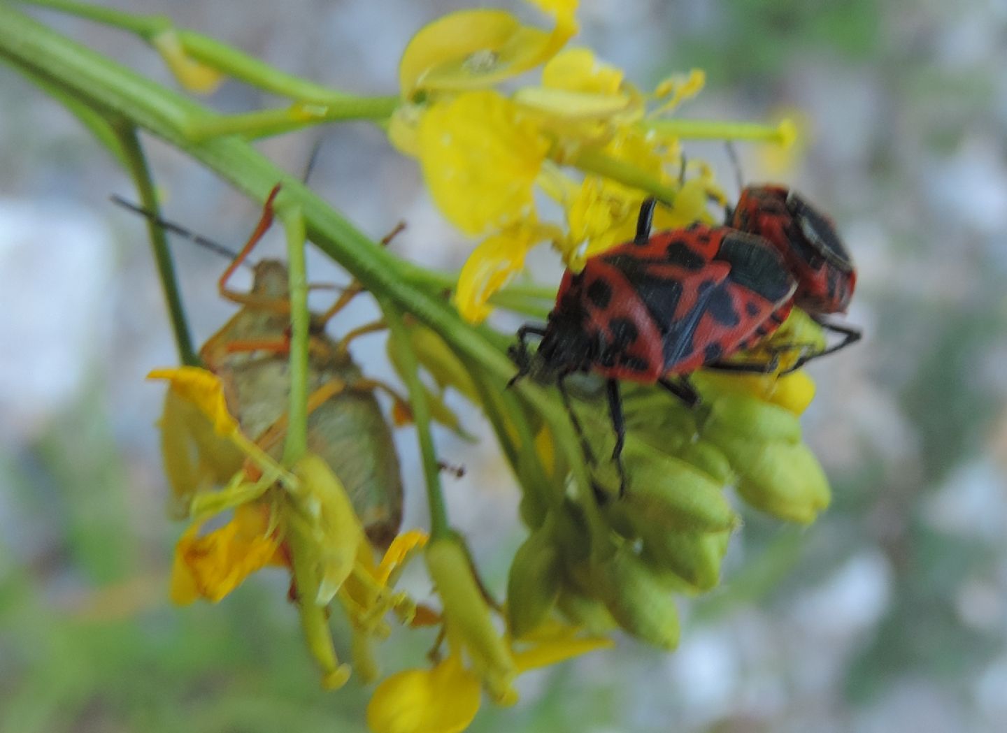 Uova di Eurydema?  S, cfr. E. ventralis